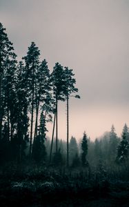 Preview wallpaper trees, fog, dusk, nature