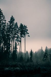 Preview wallpaper trees, fog, dusk, nature