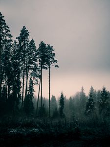 Preview wallpaper trees, fog, dusk, nature