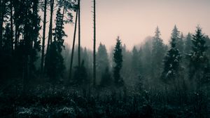 Preview wallpaper trees, fog, dusk, nature
