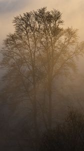 Preview wallpaper trees, fog, dusk, mist