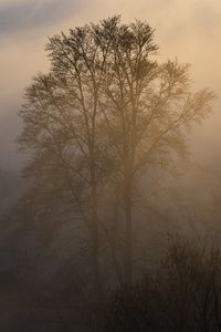 Preview wallpaper trees, fog, dusk, mist