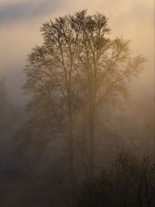 Preview wallpaper trees, fog, dusk, mist