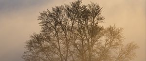 Preview wallpaper trees, fog, dusk, mist