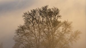 Preview wallpaper trees, fog, dusk, mist