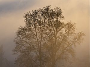 Preview wallpaper trees, fog, dusk, mist