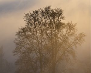 Preview wallpaper trees, fog, dusk, mist