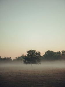 Preview wallpaper trees, fog, field