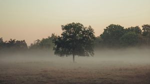 Preview wallpaper trees, fog, field
