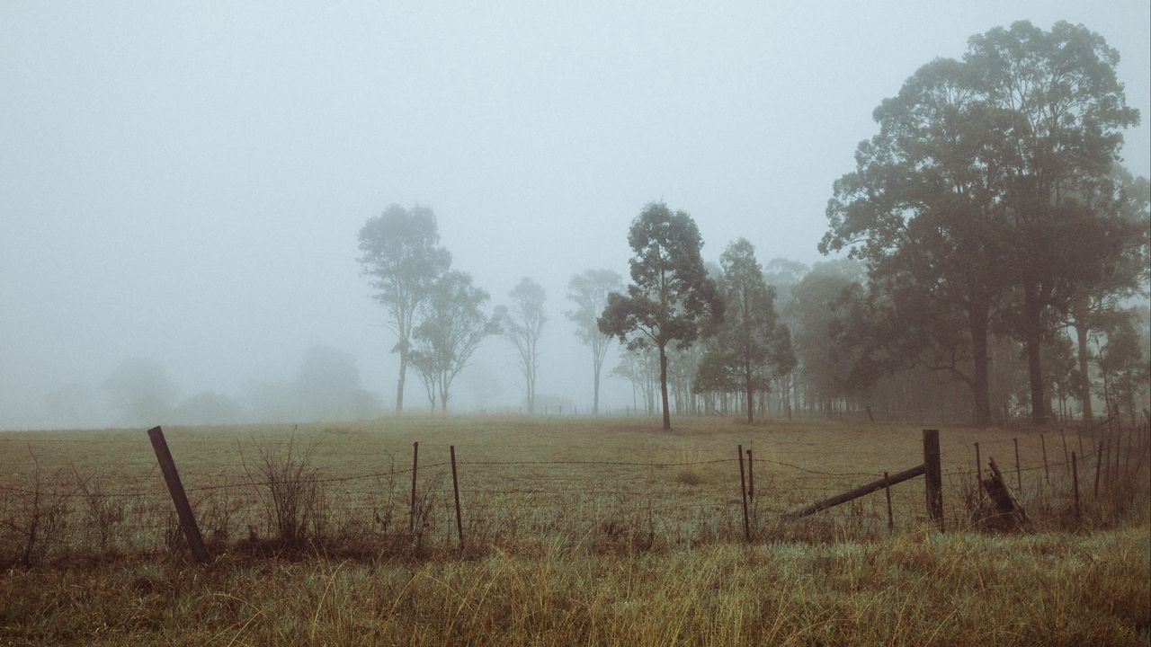 Wallpaper trees, fog, field, dawn, grass