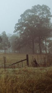 Preview wallpaper trees, fog, field, dawn, grass