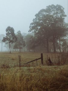 Preview wallpaper trees, fog, field, dawn, grass