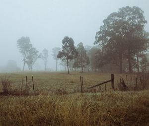 Preview wallpaper trees, fog, field, dawn, grass