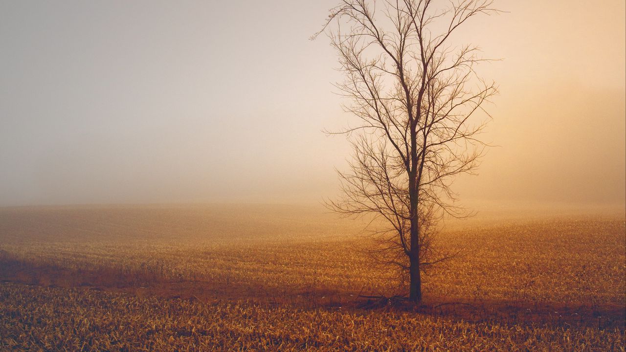 Wallpaper trees, fog, field, horizon, grass, minimalism