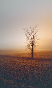 Preview wallpaper trees, fog, field, horizon, grass, minimalism