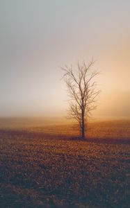 Preview wallpaper trees, fog, field, horizon, grass, minimalism