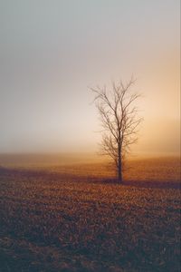 Preview wallpaper trees, fog, field, horizon, grass, minimalism