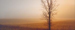 Preview wallpaper trees, fog, field, horizon, grass, minimalism