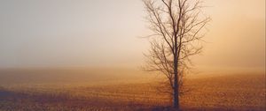 Preview wallpaper trees, fog, field, horizon, grass, minimalism