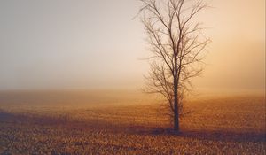 Preview wallpaper trees, fog, field, horizon, grass, minimalism