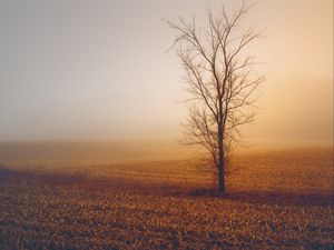 Preview wallpaper trees, fog, field, horizon, grass, minimalism