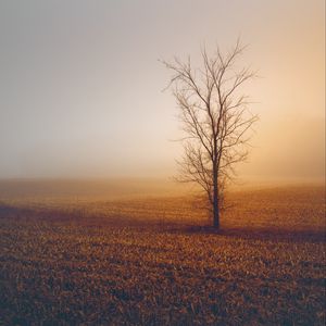 Preview wallpaper trees, fog, field, horizon, grass, minimalism