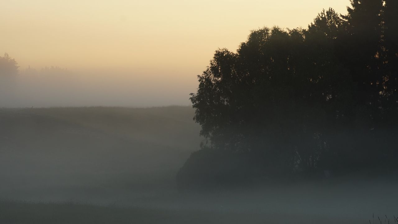 Wallpaper trees, fog, field, dawn