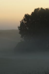 Preview wallpaper trees, fog, field, dawn