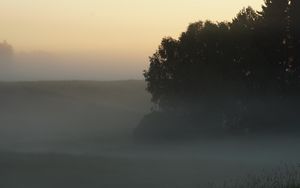 Preview wallpaper trees, fog, field, dawn