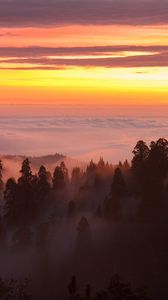 Preview wallpaper trees, fog, forest, clouds, dawn