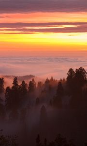 Preview wallpaper trees, fog, forest, clouds, dawn