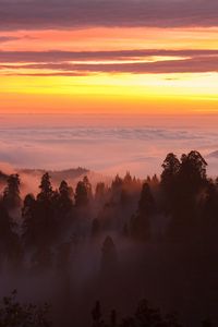 Preview wallpaper trees, fog, forest, clouds, dawn