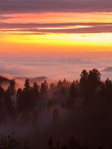 Preview wallpaper trees, fog, forest, clouds, dawn