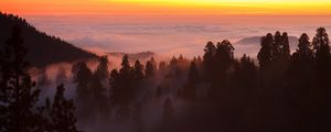 Preview wallpaper trees, fog, forest, clouds, dawn