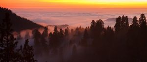 Preview wallpaper trees, fog, forest, clouds, dawn