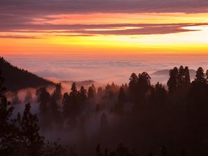 Preview wallpaper trees, fog, forest, clouds, dawn