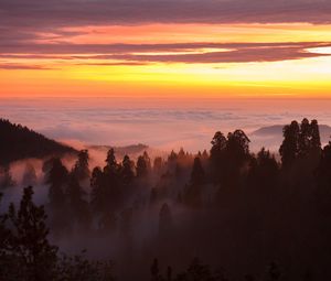 Preview wallpaper trees, fog, forest, clouds, dawn