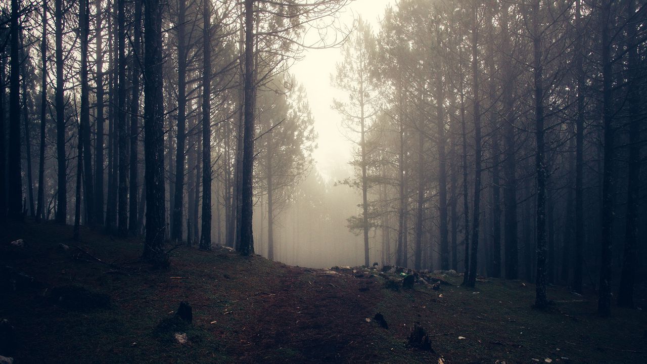 Wallpaper trees, fog, forest