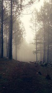 Preview wallpaper trees, fog, forest