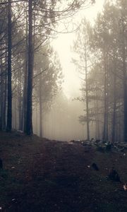 Preview wallpaper trees, fog, forest