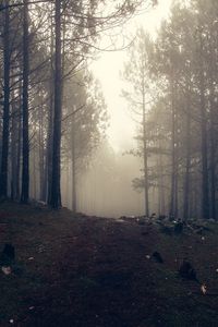 Preview wallpaper trees, fog, forest