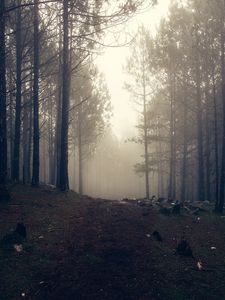 Preview wallpaper trees, fog, forest