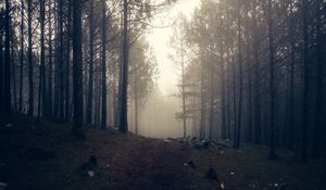Preview wallpaper trees, fog, forest