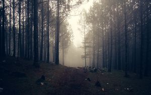 Preview wallpaper trees, fog, forest