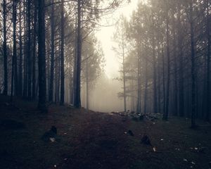 Preview wallpaper trees, fog, forest