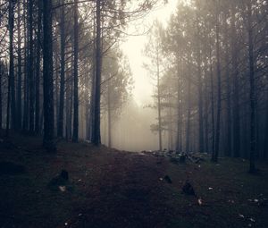 Preview wallpaper trees, fog, forest