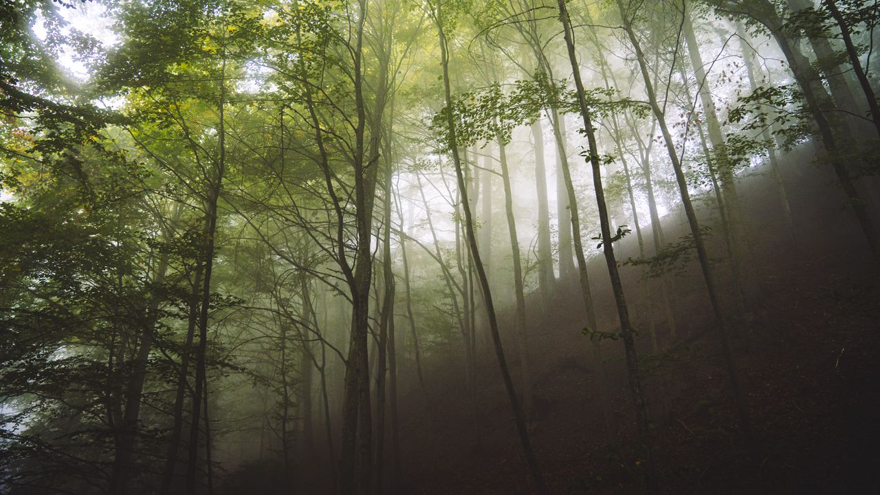 Wallpaper trees, fog, forest, nature, landscape