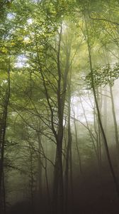 Preview wallpaper trees, fog, forest, nature, landscape