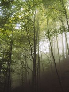 Preview wallpaper trees, fog, forest, nature, landscape