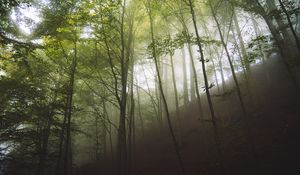 Preview wallpaper trees, fog, forest, nature, landscape